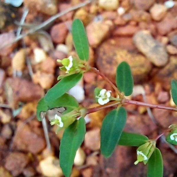 Euphorbia hyssopifolia Other