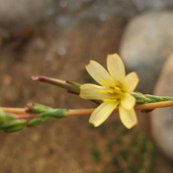 Lactuca saligna Blomst