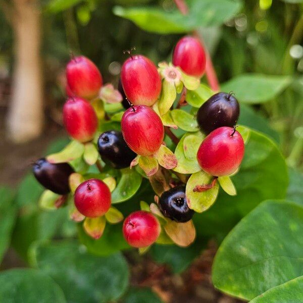 Hypericum androsaemum Vrucht