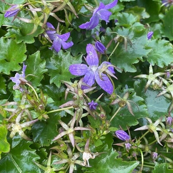 Campanula garganica Flors