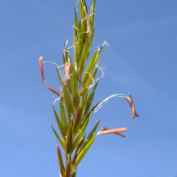 Anthoxanthum alpinum Floare