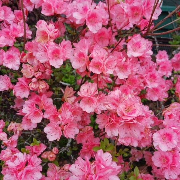 Rhododendron roseum Floare