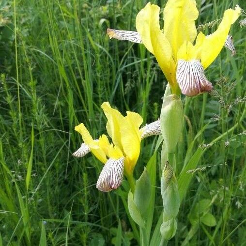 Iris variegata 花