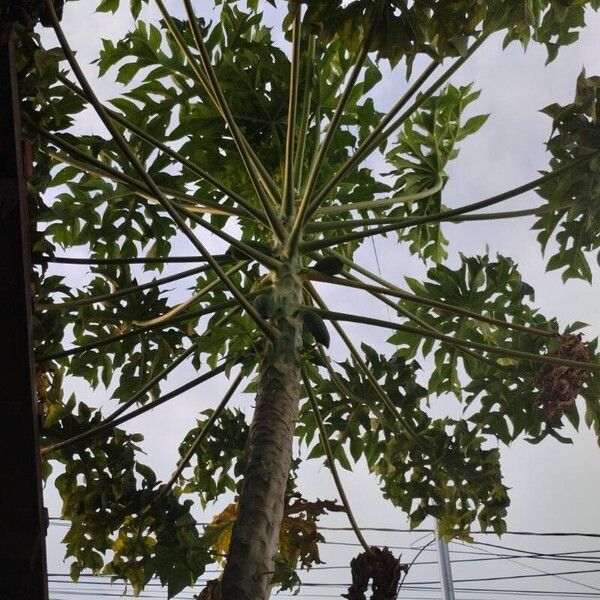 Carica papaya ഇല