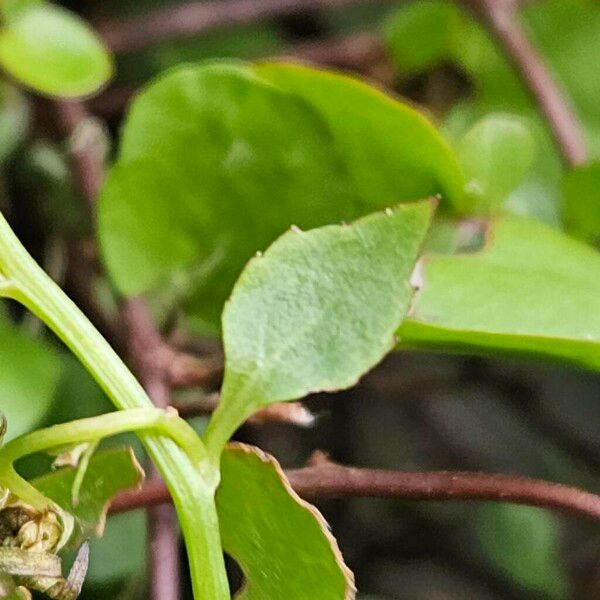 Campanula poscharskyana Leaf