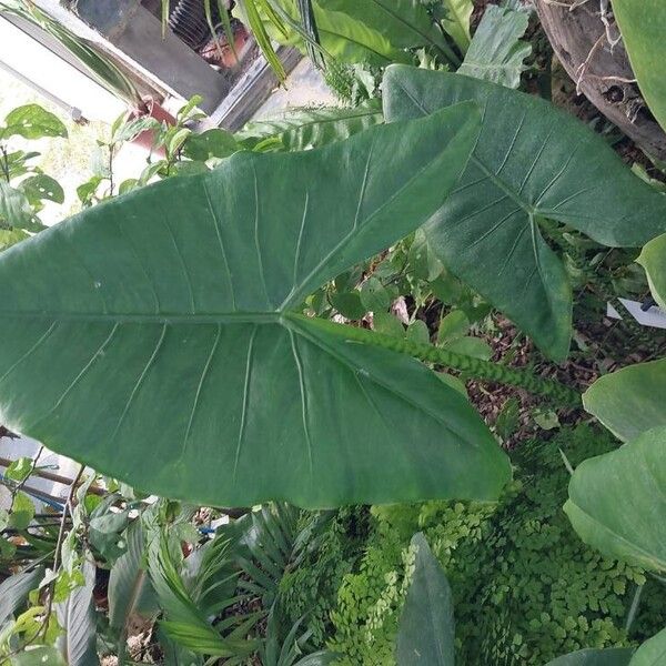 Alocasia zebrina Blad