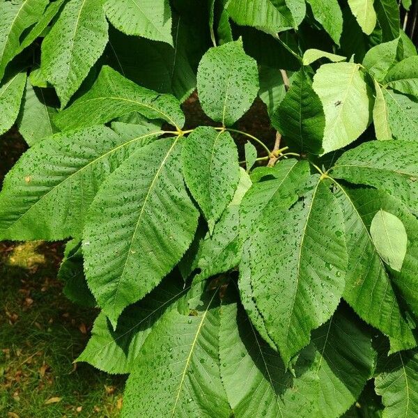 Carya ovata List