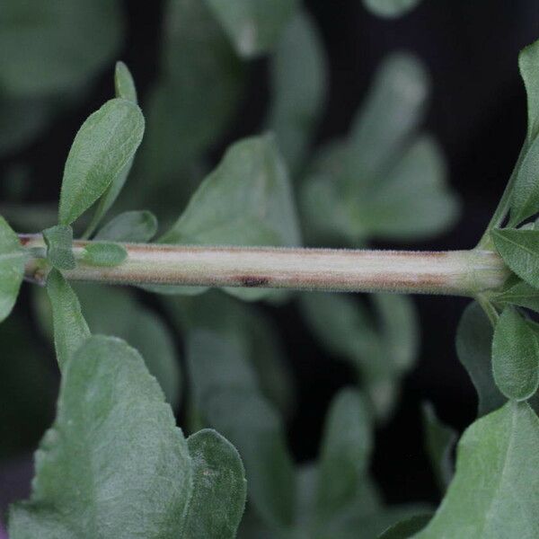 Salvia × jamensis Rusca