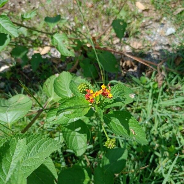 Lantana camara Bloem