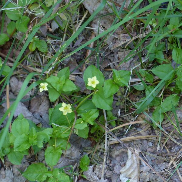 Lysimachia nemorum Leht