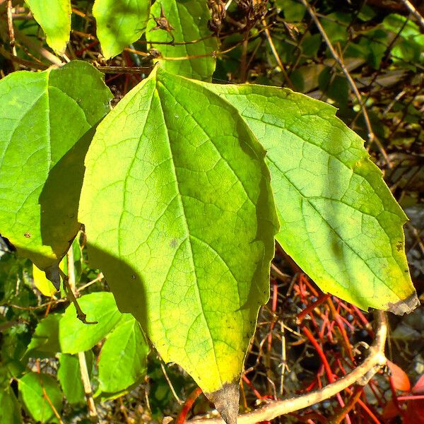 Parthenocissus inserta Blad