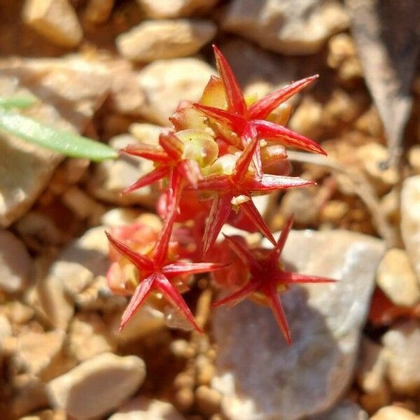 Sedum cespitosum Çiçek