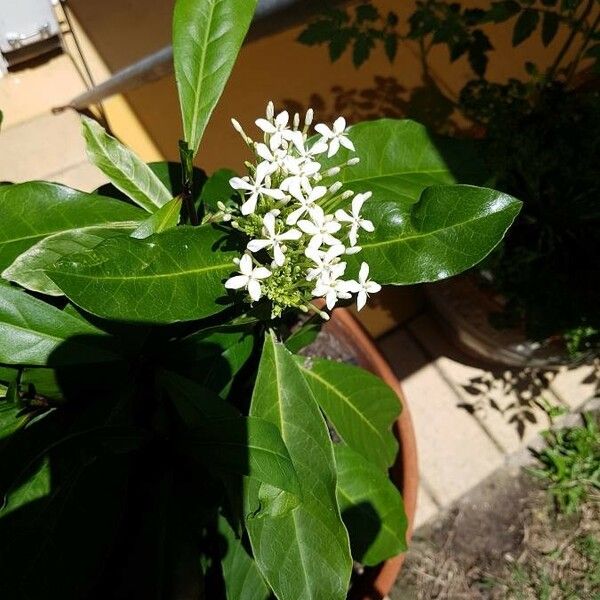 Ixora finlaysoniana Kvet