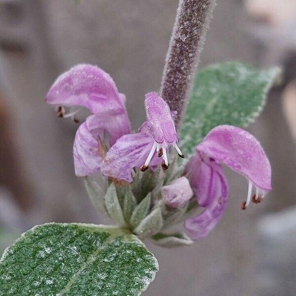 Phlomis purpurea Flower