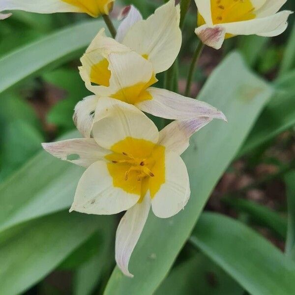 Tulipa turkestanica Flor