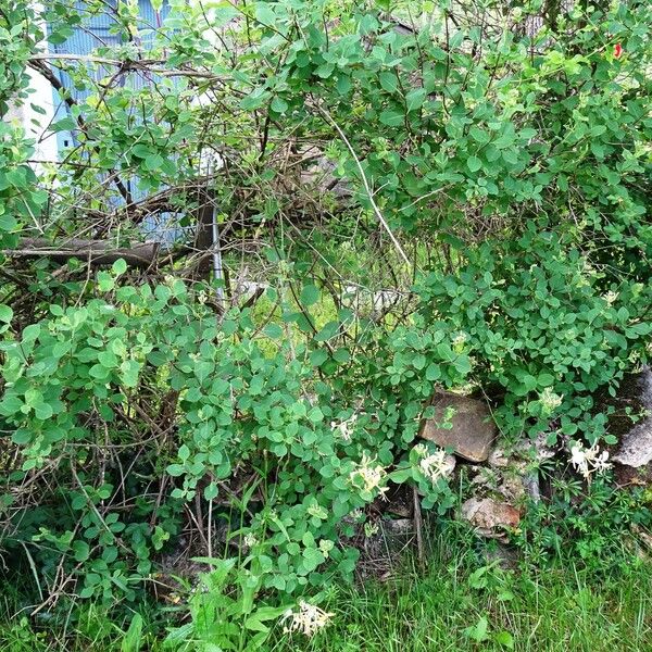 Lonicera etrusca Habitat