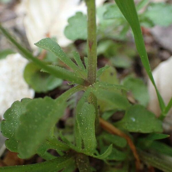 Viola tricolor 葉