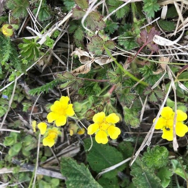 Potentilla pedata Flor