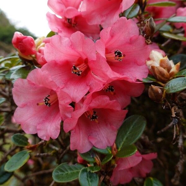 Rhododendron chamaethomsonii