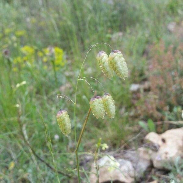 Briza maxima Flower