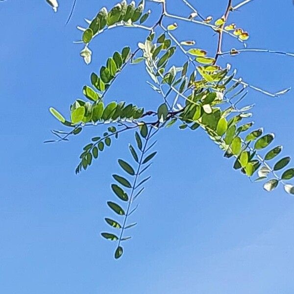 Robinia neomexicana Yaprak