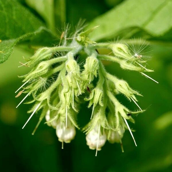 Symphytum orientale Flor