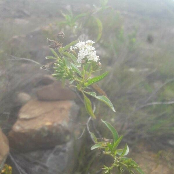 Stevia serrata 花