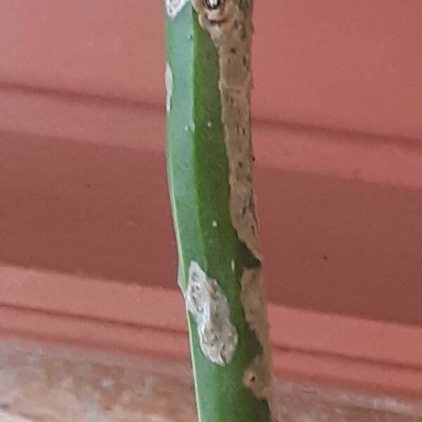 Rhipsalis floccosa Bark