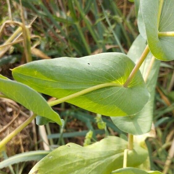 Bupleurum subovatum Leaf