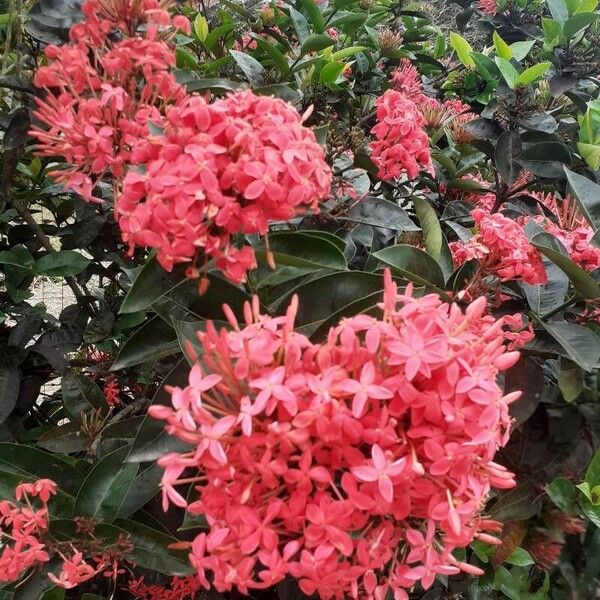 Ixora chinensis Цветок