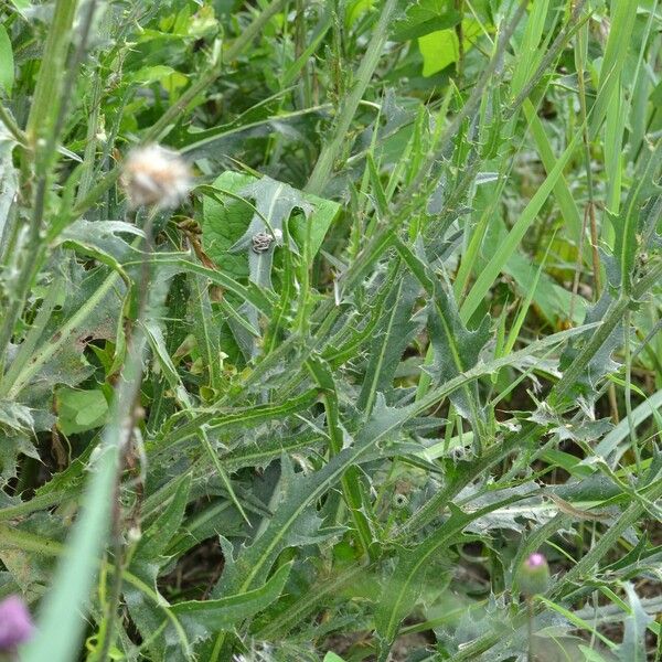 Cirsium canum पत्ता