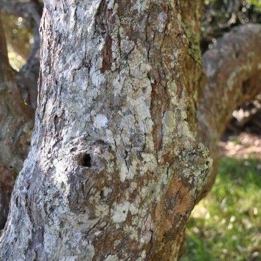 Monimia rotundifolia Bark