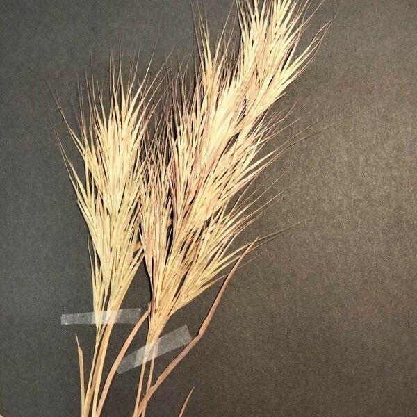 Bromus fasciculatus Kwiat