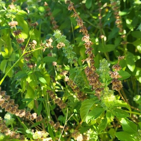 Ocimum × africanum Vivejo