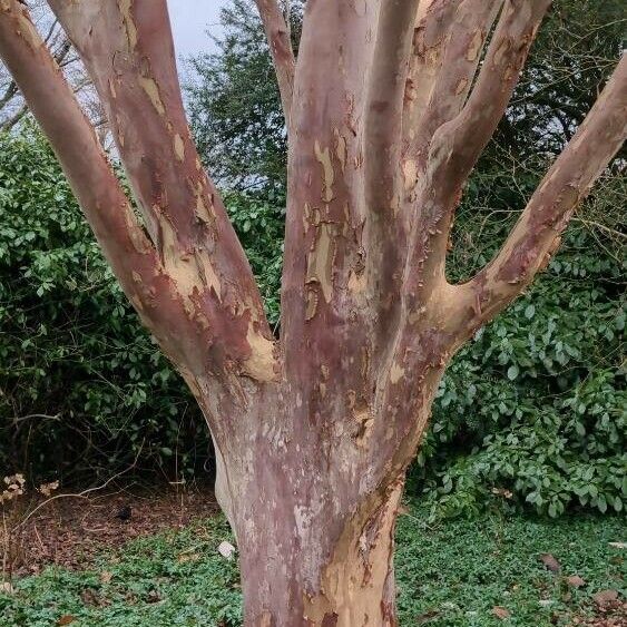 Vachellia xanthophloea Кора