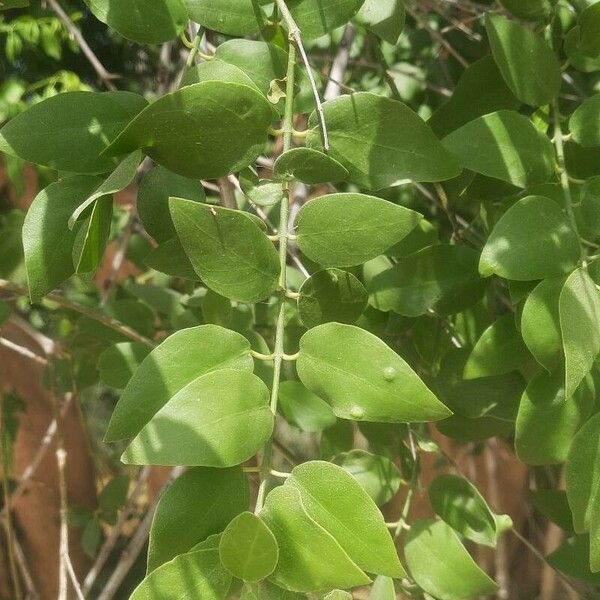 Salvadora persica Leaf