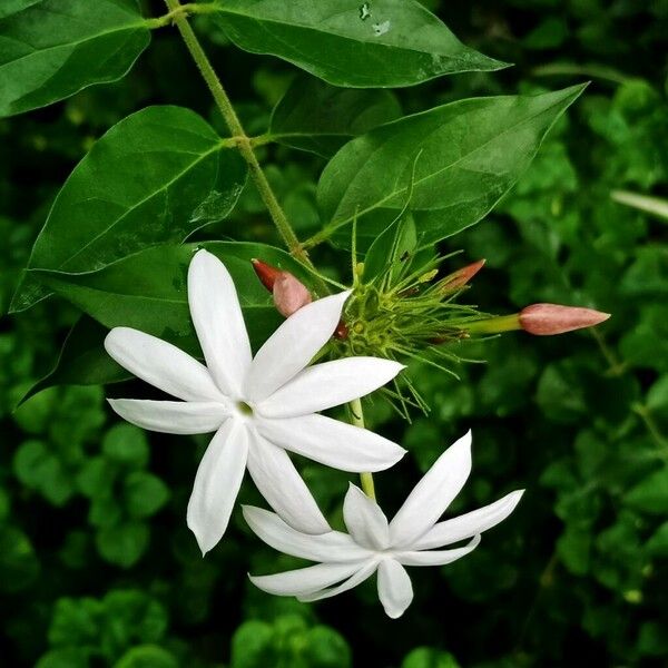 Jasminum multiflorum Квітка