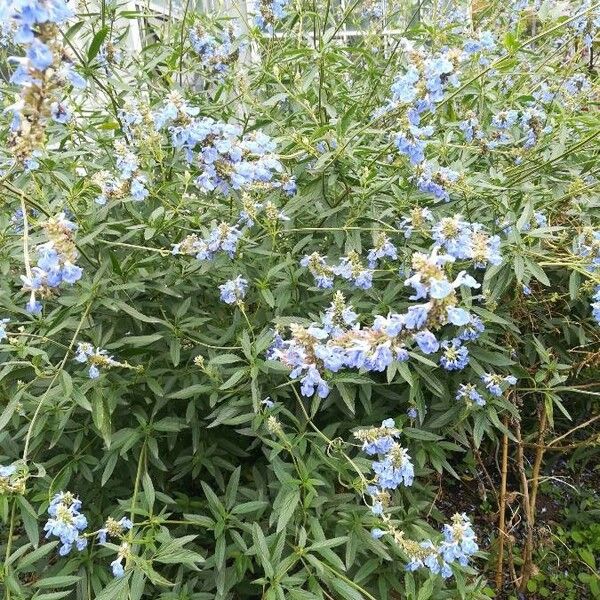 Salvia uliginosa Flower