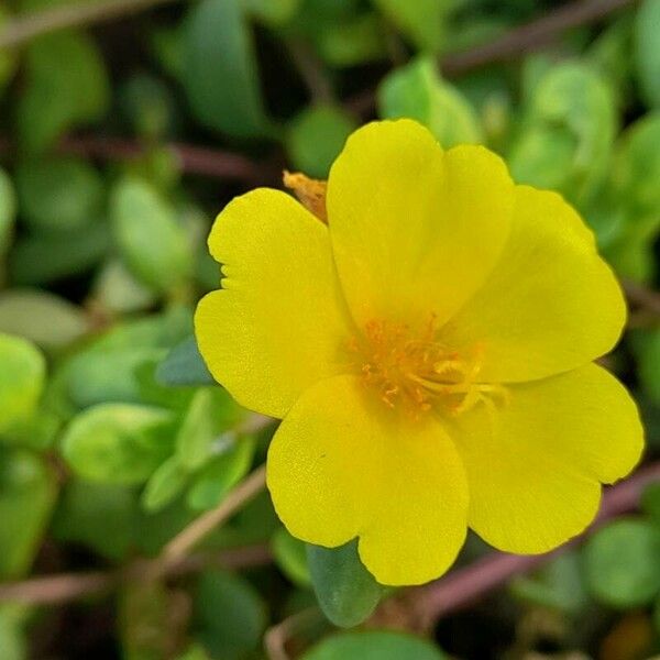 Portulaca umbraticola Flor