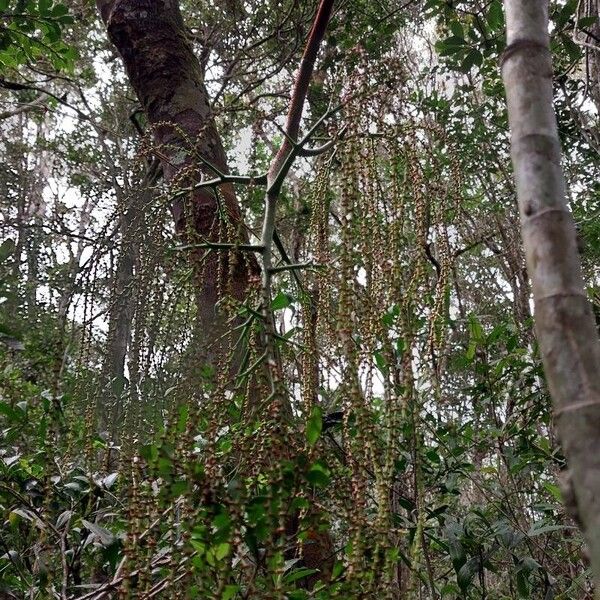 Dypsis nodifera Flor