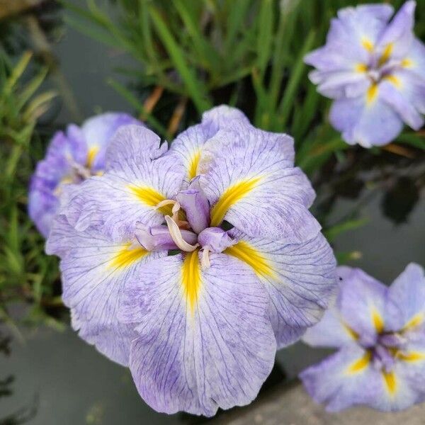 Iris ensata Flower