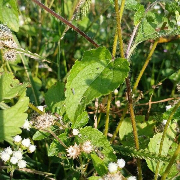 Ageratum conyzoides Frunză