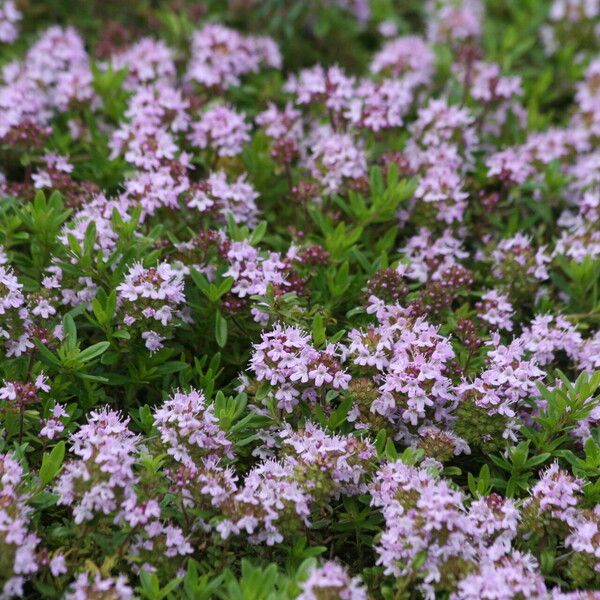 Thymus longicaulis Flower