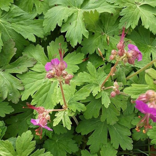 Geranium macrorrhizum Žiedas