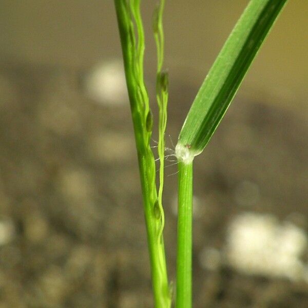 Eragrostis pilosa кора