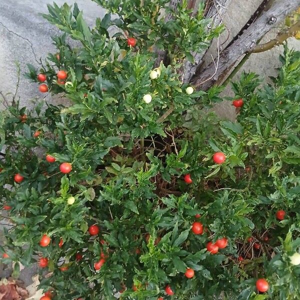 Solanum pseudocapsicum 形態