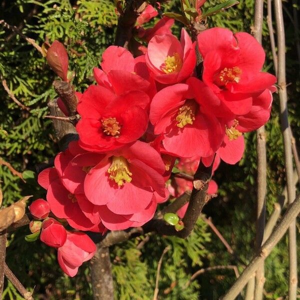 Chaenomeles speciosa Цветок