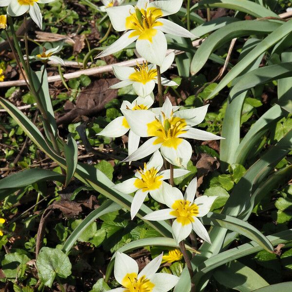 Tulipa biflora Blüte