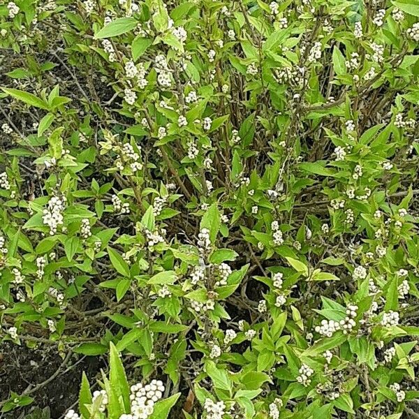 Deutzia gracilis Лист