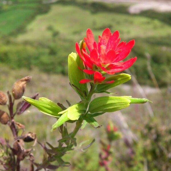 Castilleja fissifolia Žiedas